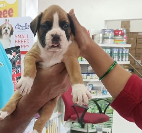 boxer puppies for sale in goa