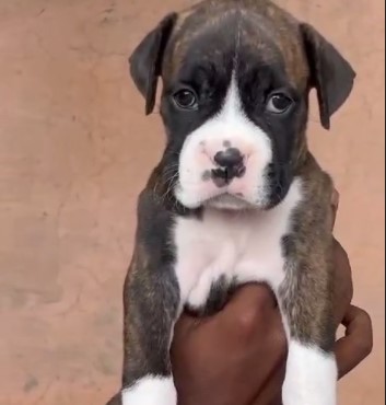 boxer dog price in goa