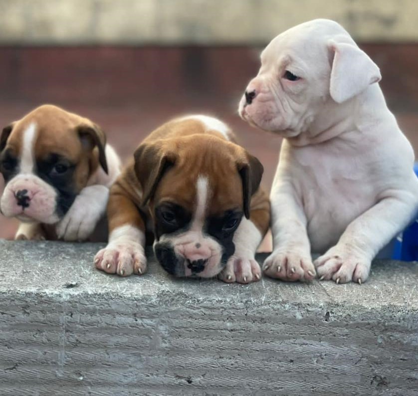 Boxer puppy price in Kolkata