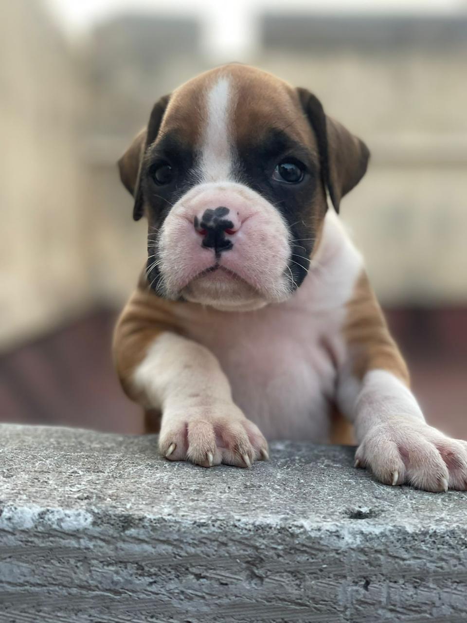 Boxer dog price in Kolkata