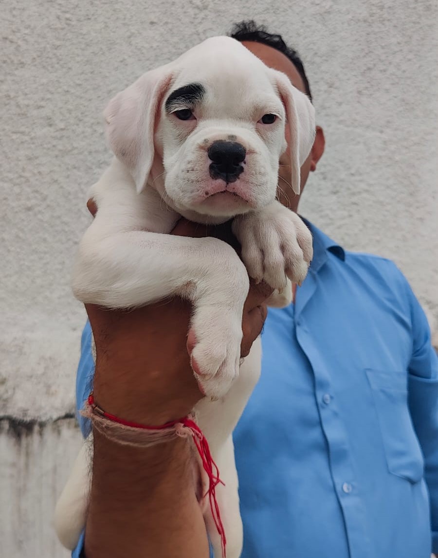 Boxer puppy for sale in Kolkata