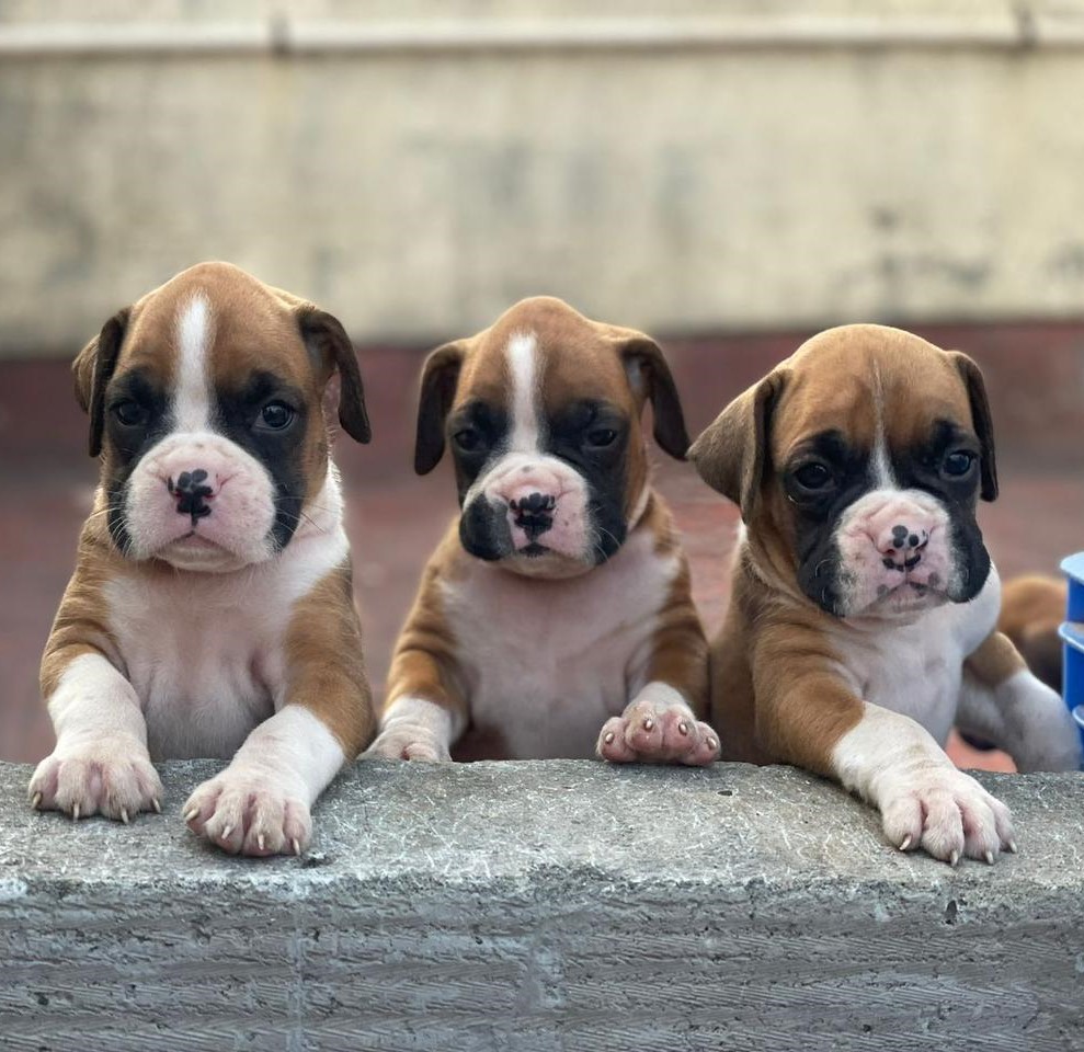 Boxer dog for sale in Kolkata