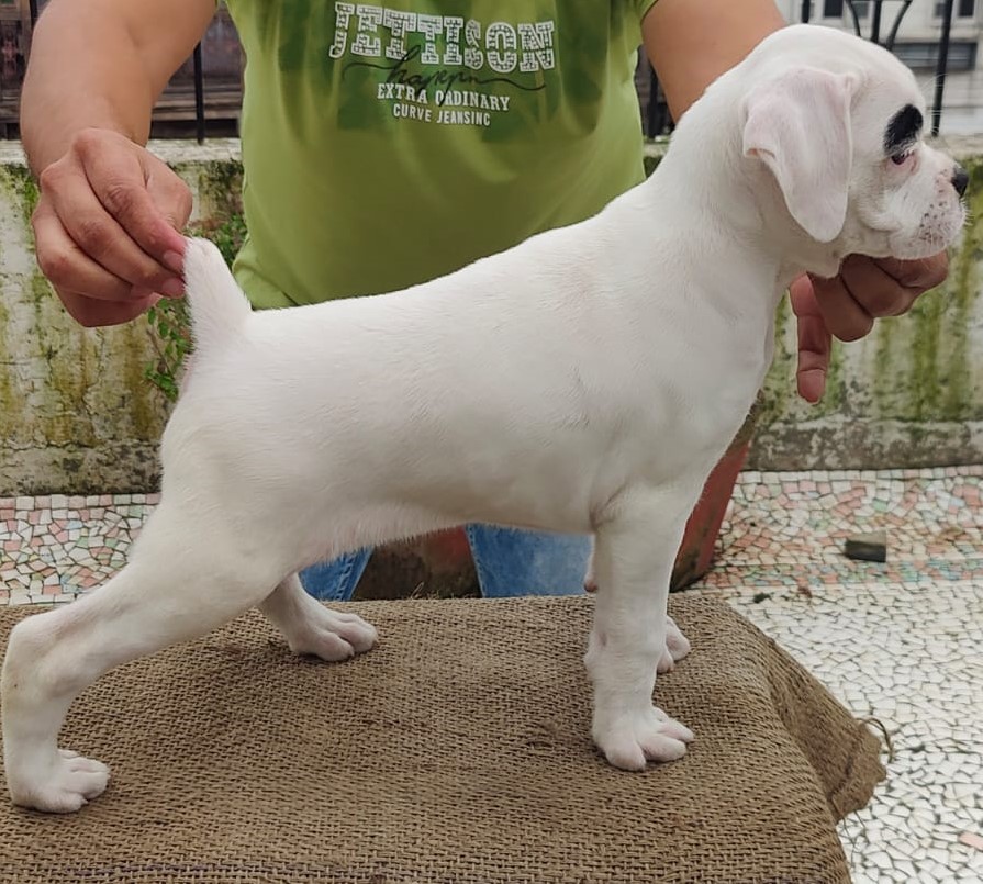 Boxer dog breeder in Kolkata