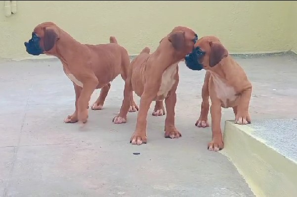 boxer for sale in pune