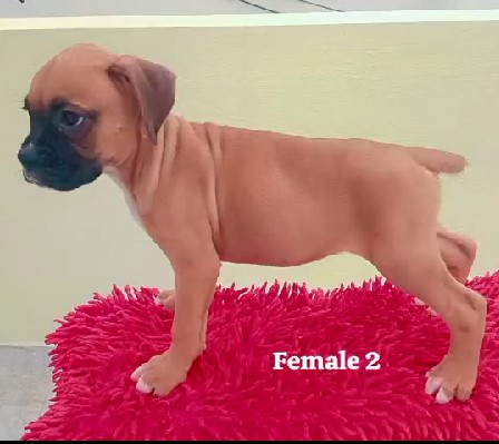 boxer dog breeder in pune