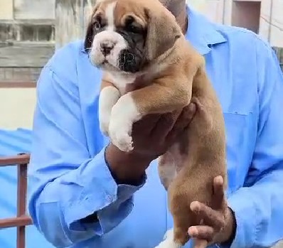 boxer puppy for sale in pune