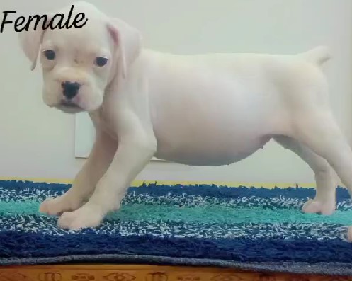 boxer dog for sale online in pune