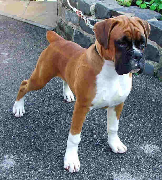 Boxer puppy price in Aurangabad