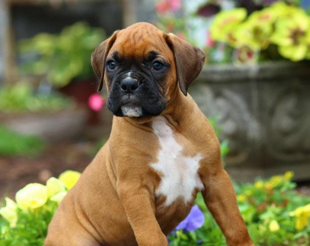 boxer dog breeder in Aurangabad