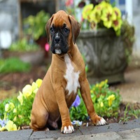 Boxer dog breeder in nagpur