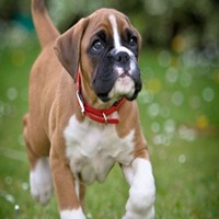 Boxer dog kennel in nagpur