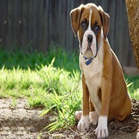 boxer for sale in kolhapur