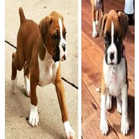 boxer dog breeder in kolhapur