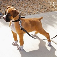 boxer dog kennel in pune