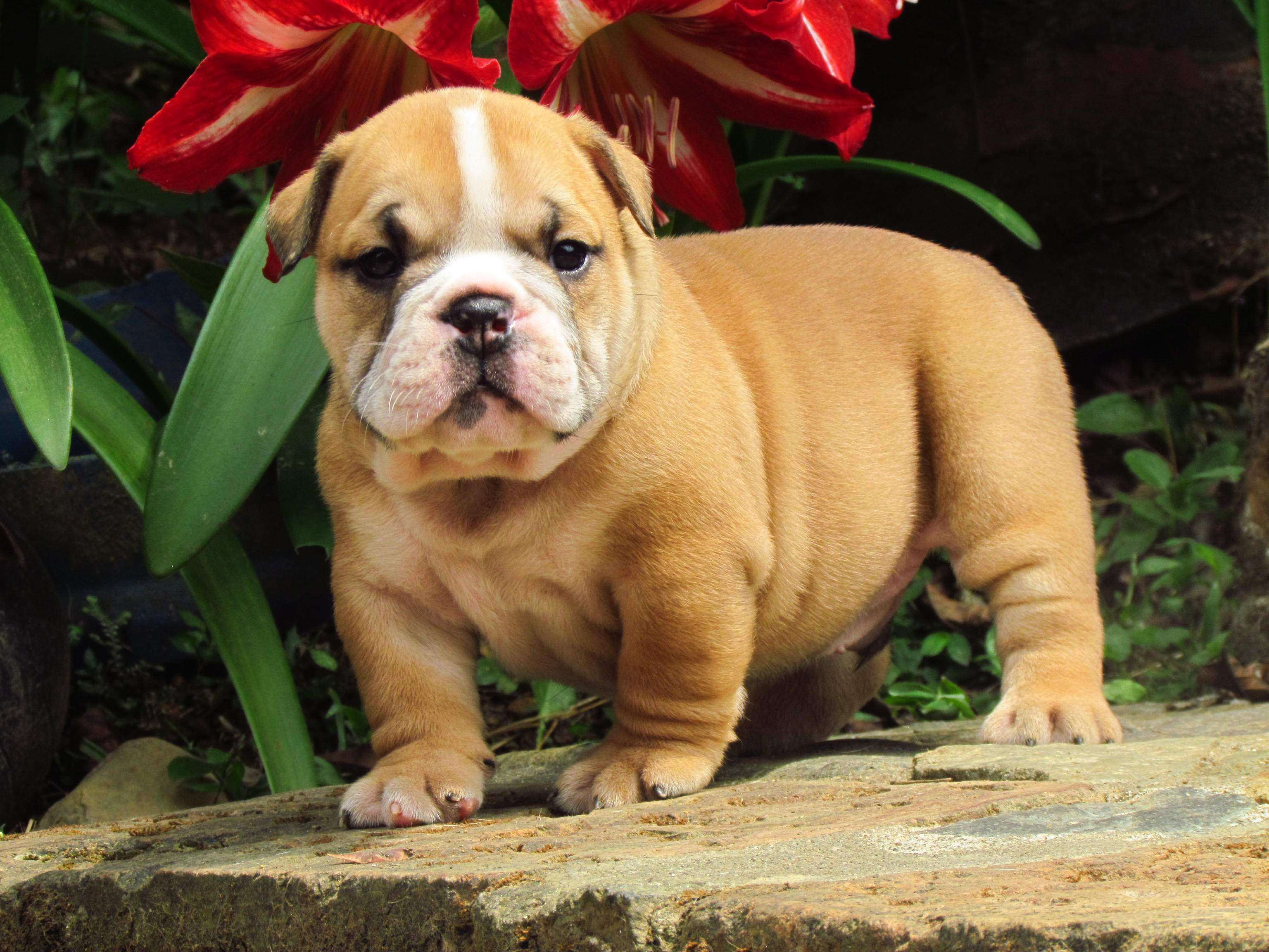 Bulldog price shops puppy