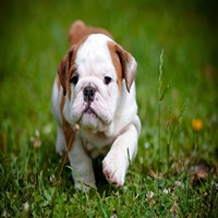Playful English Bulldog for sale in Banglore.