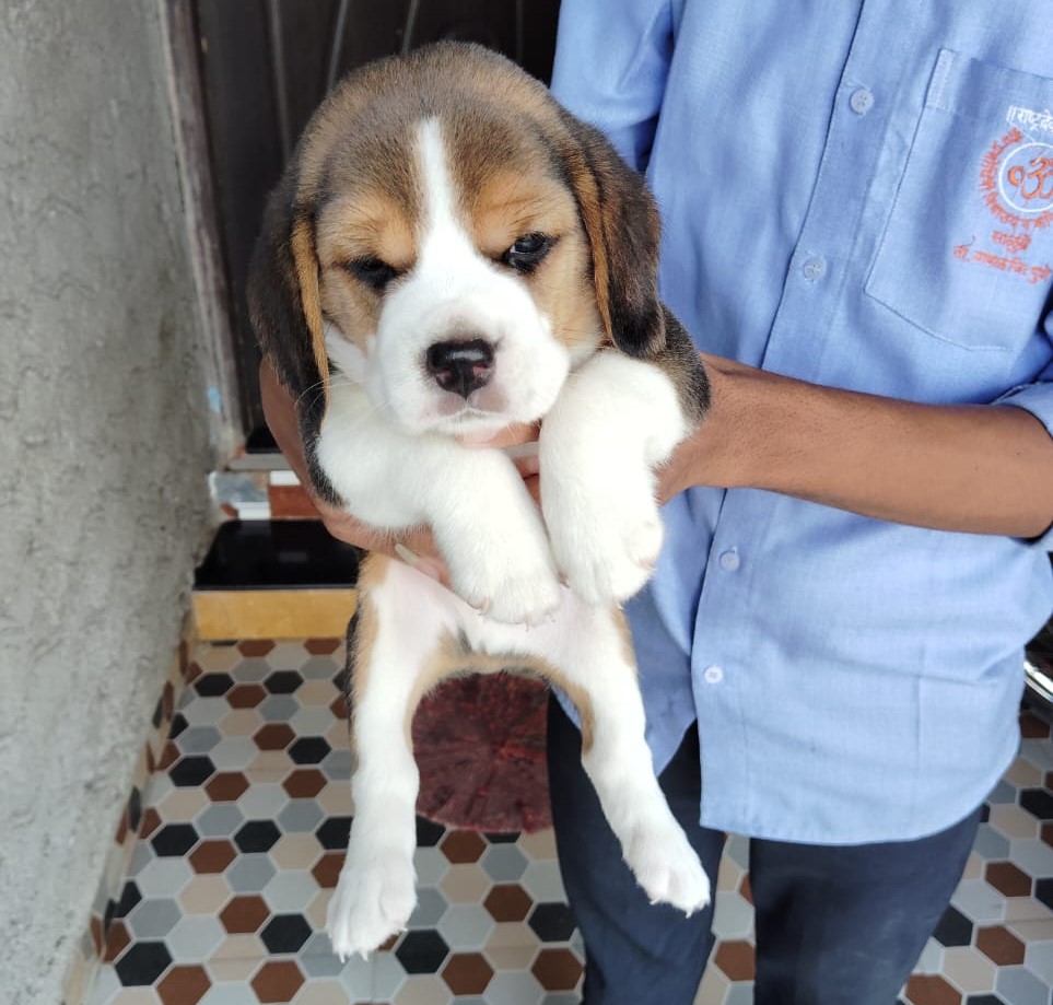  beagle dog price in nashik