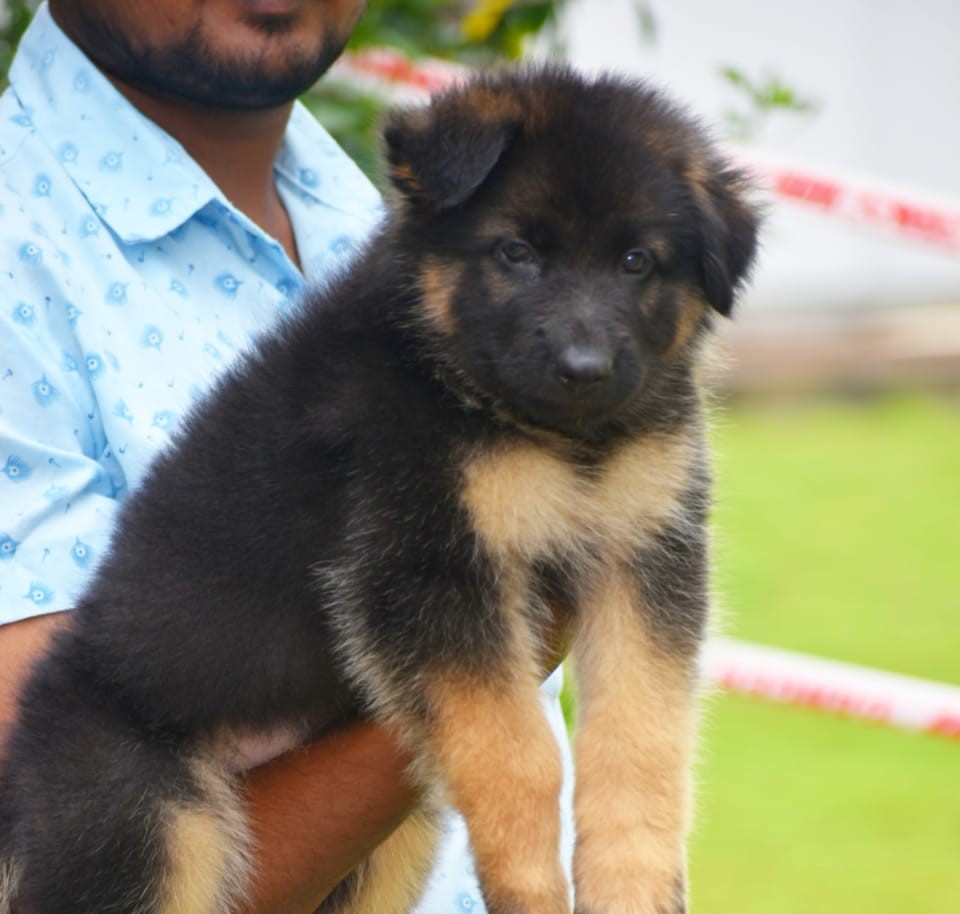  german shephered puppy price in nagpur