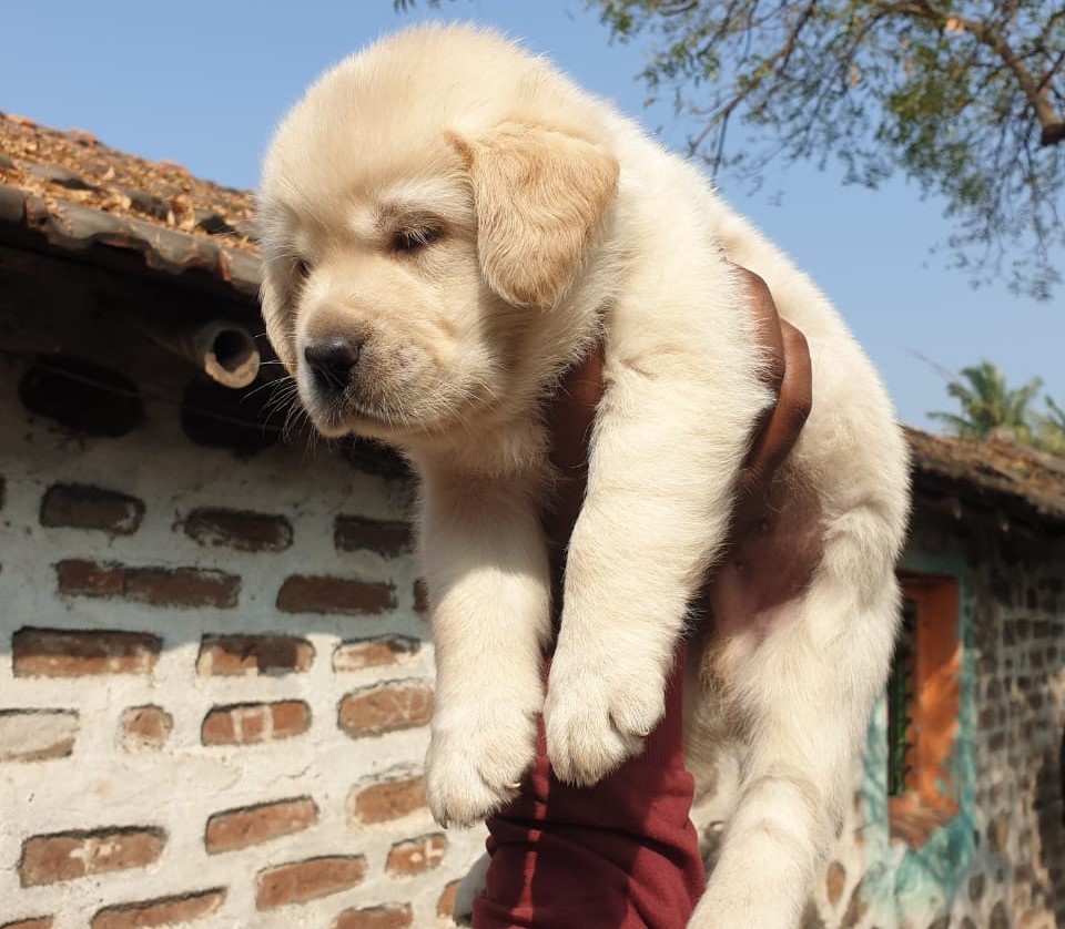  labrador retriever puppy price in thane