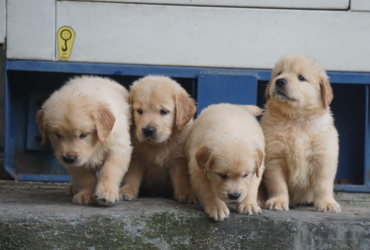  golden retriver puppy price in nashik