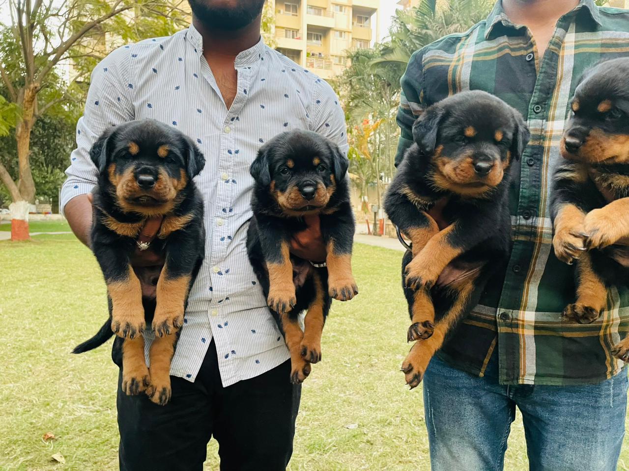  rottwiler puppies price in nashik