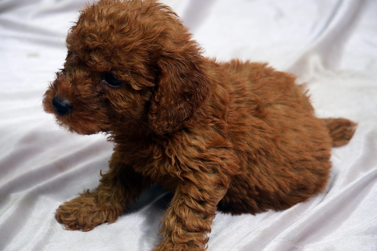 poodle dog price in kolhapur