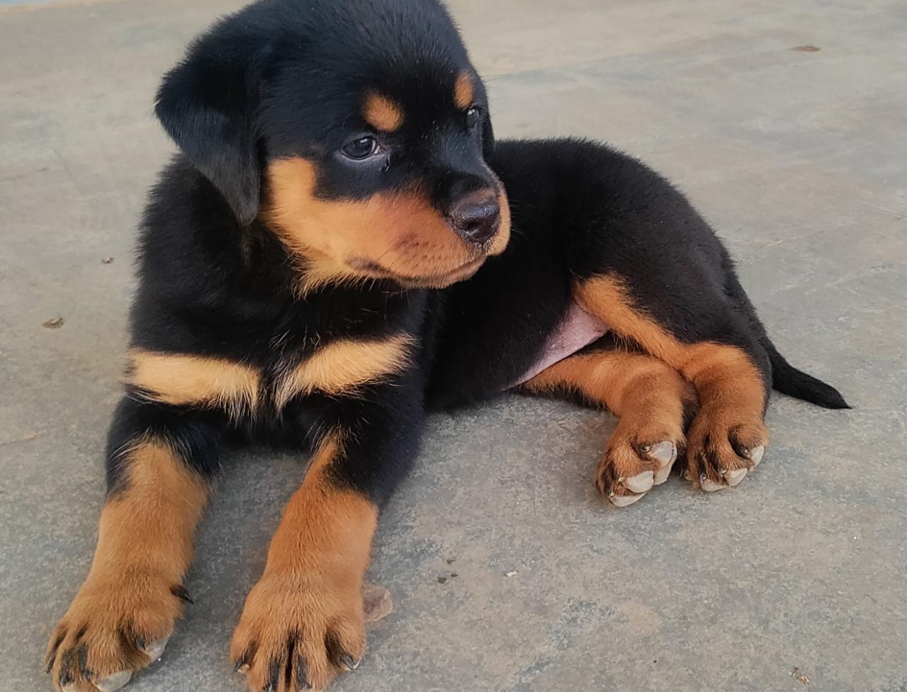  rottweiler dog price in mumbai