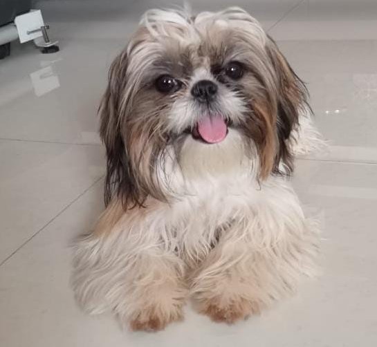  lhasa apso dog price in nashik