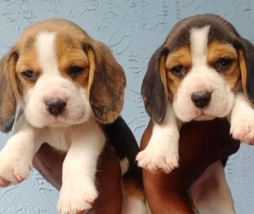  beagle puppies for sale in thane