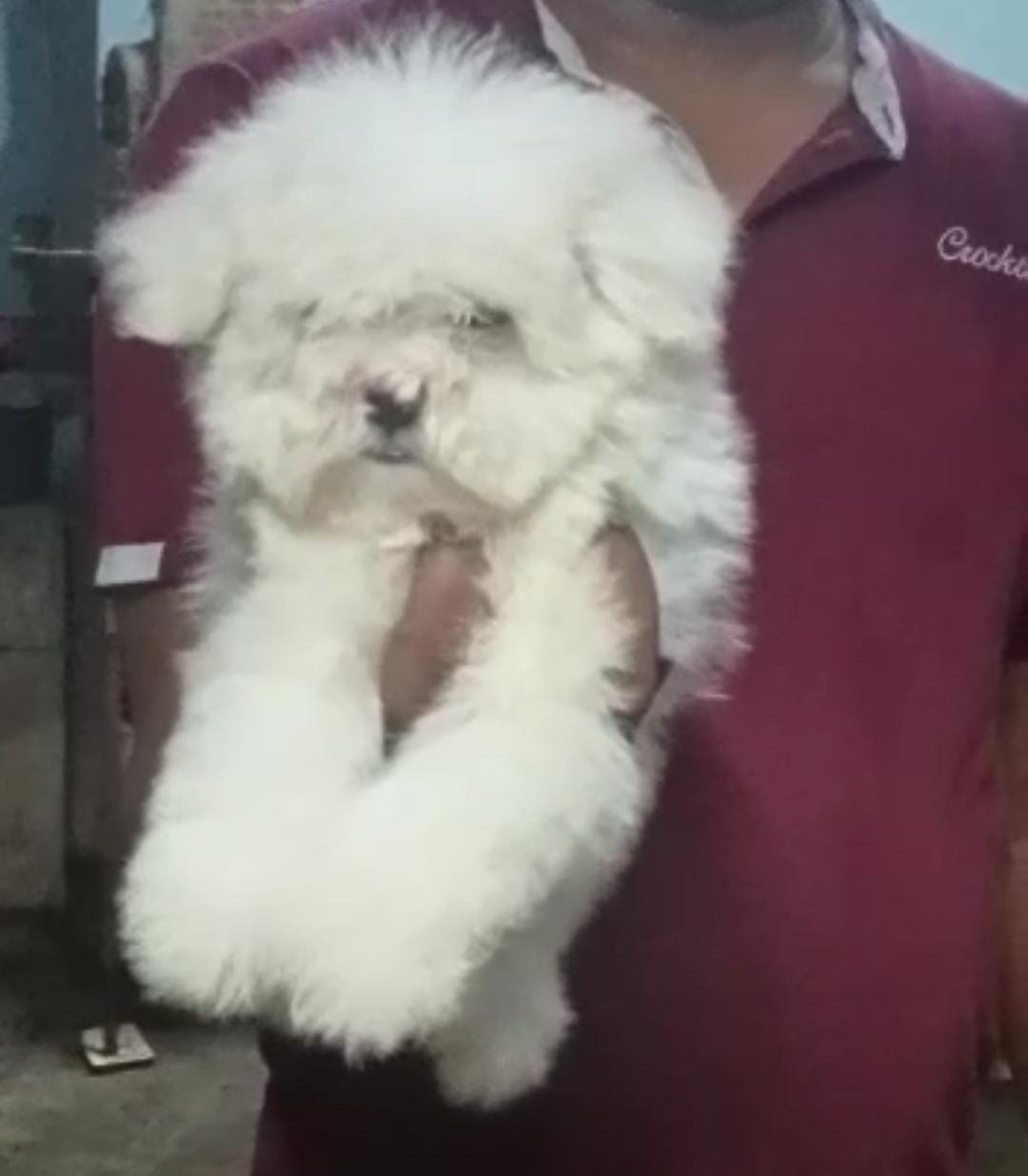  maltese for sale in nashik