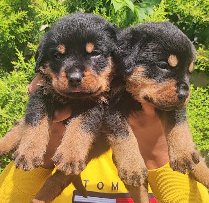  rottweiler for sale in mumbai