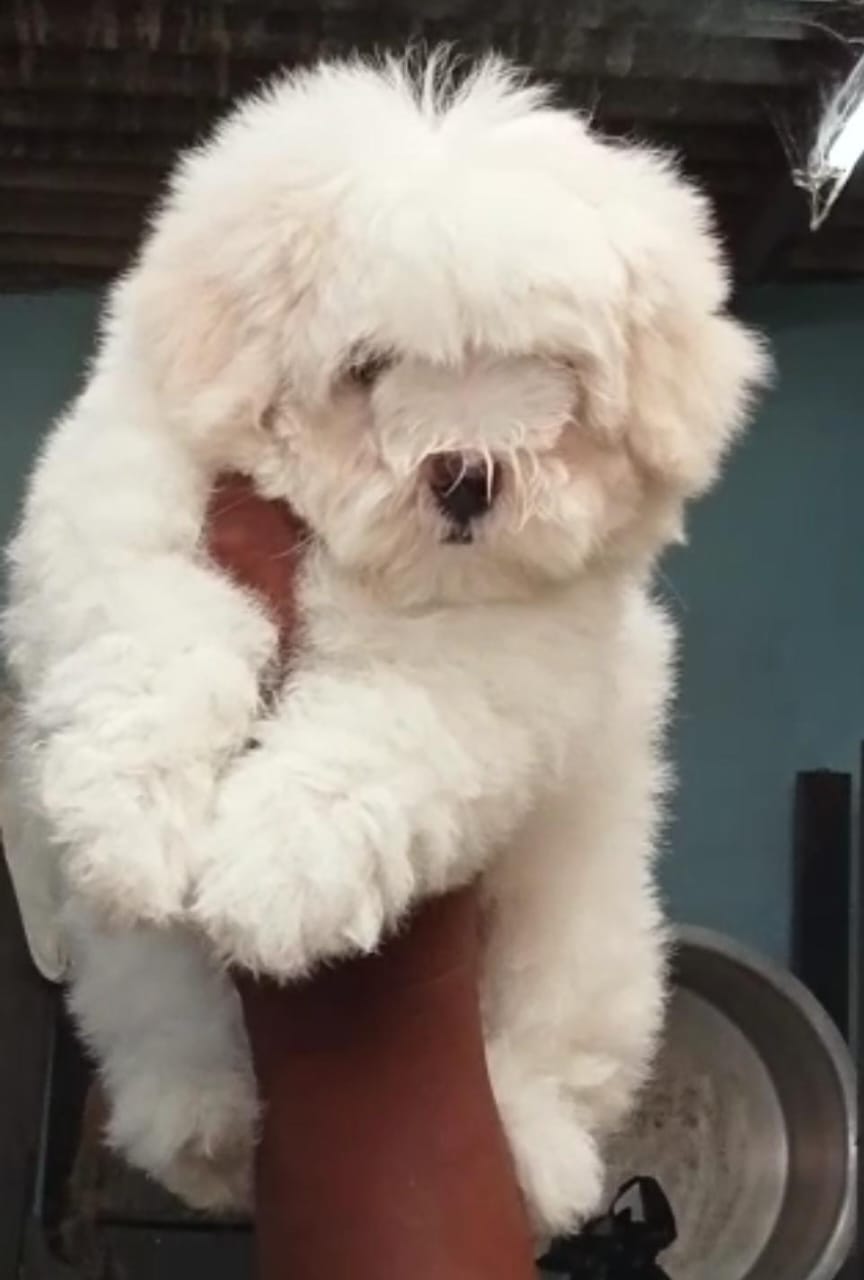  maltese puppies for sale in mumbai