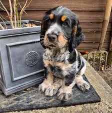 Cocker Spaniel dog price in Goa