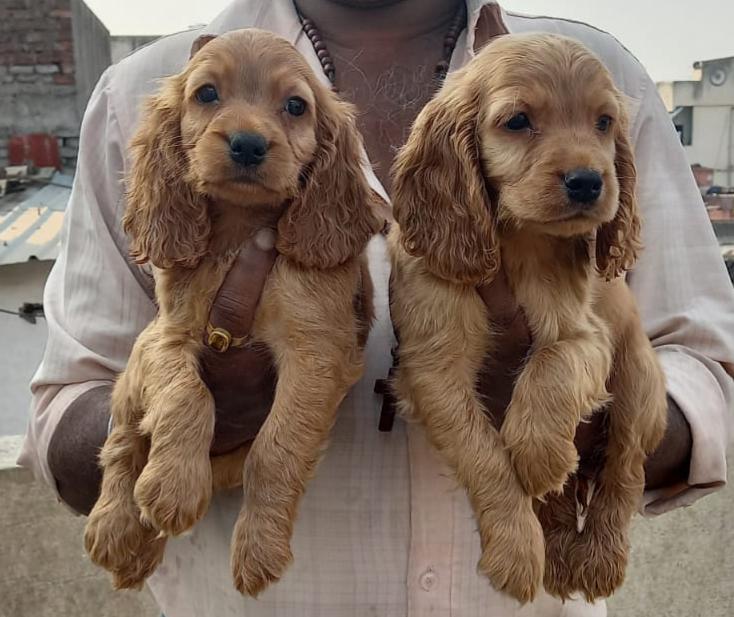 Cocker Spaniel dog for sale online in Goa