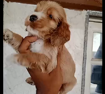 Cocker Spaniel dog breeder in Goa