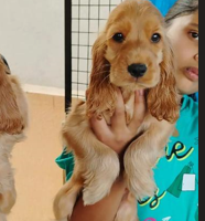 Cocker Spaniel male puppy price in Goa