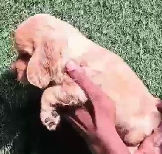 Cocker Spaniel puppy price in Ahmedabad