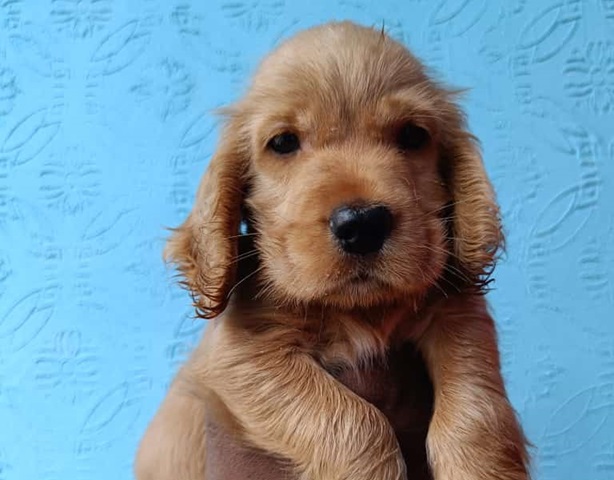 Cocker Spaniel dog price in Ahmedabad