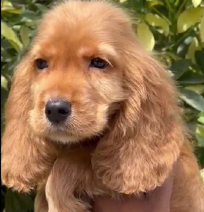 Cocker Spaniel dog breeder in Ahmedabad