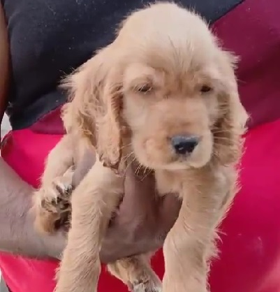 Cocker Spaniel price in Ahmedabad