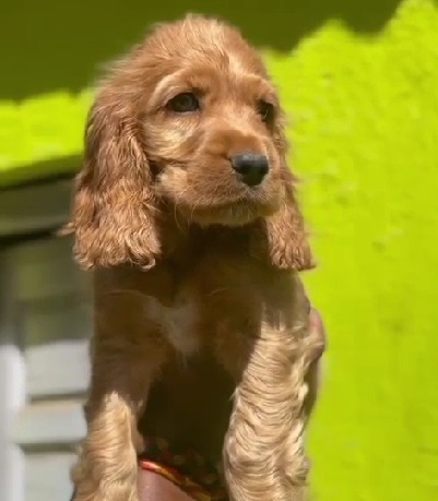 Cocker Spaniel price in Ahmedabad