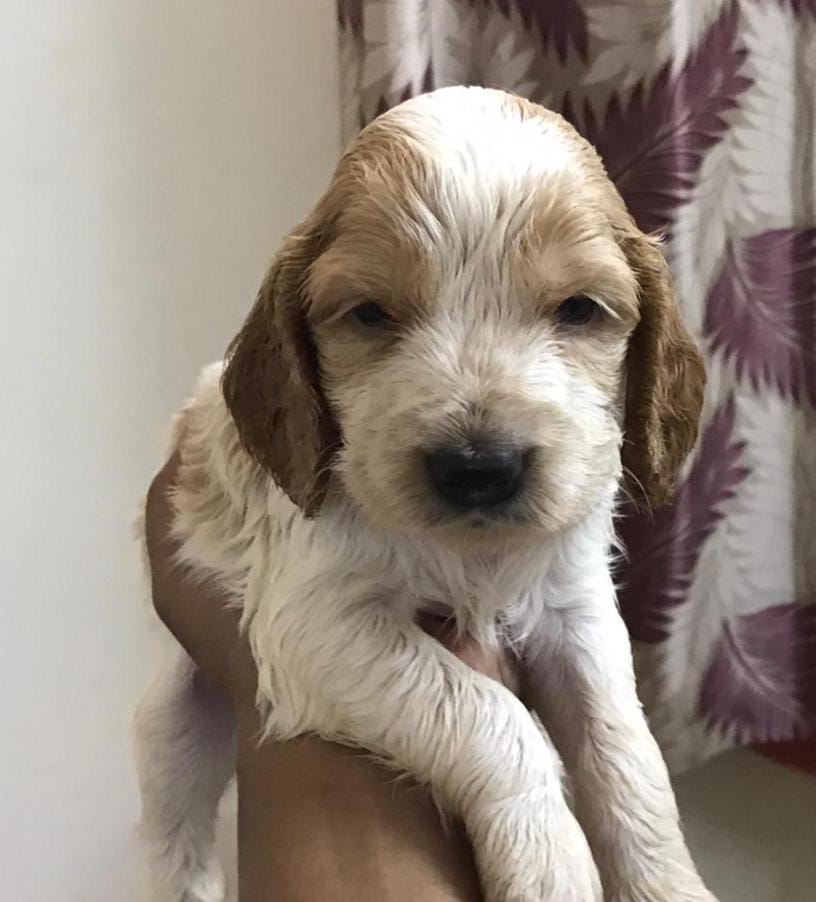 cocker spaniel for sale in bangalore