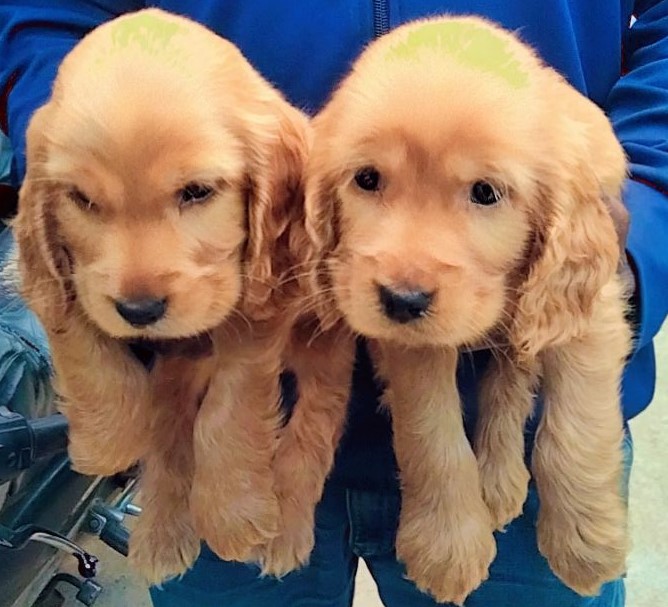 cocker spaniel dog kennel in bangalore