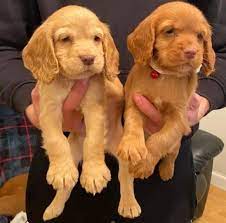 cocker spaniel puppies for sale in India