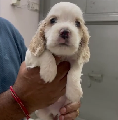 cocker spaniel dog price in pune