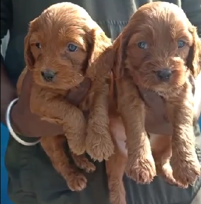 cocker spaniel pet shop in pune