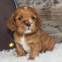 cocker spaniel dog kennel in Aurangabad