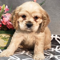 cocker spaniel for sale in Aurangabad