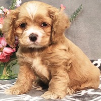 cocker spaniel puppy price in Aurangabad