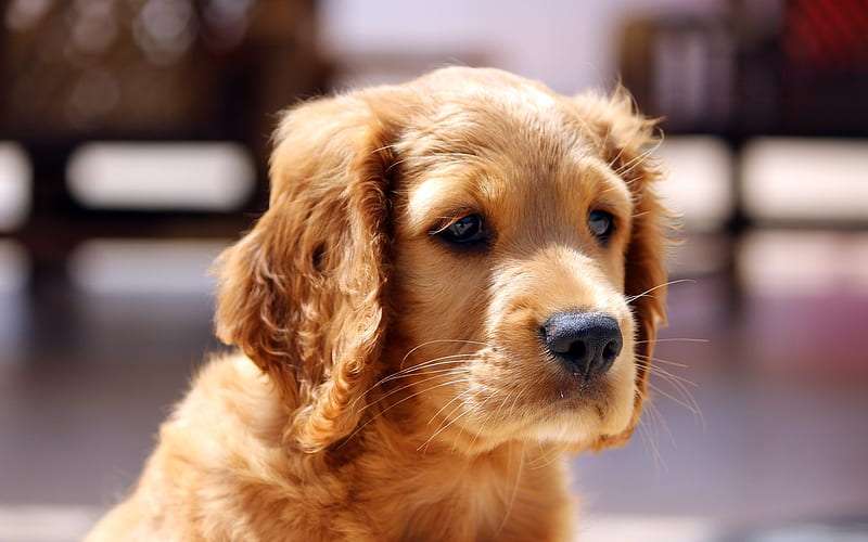 cocker spaniel dog breeder in nagpur